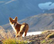 Voyage Kamtchatka - Mont "Chameau" (Verblud)