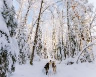 Saint Petersbourg - Chiens de traineau et shashliks