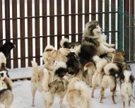 Chiens de traineau Huskys, Voyage Russie