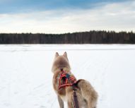 Saint Petersbourg - Chiens de traineau et shashliks