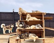 Randonnée avec chiens Huskys, Voyage Russie