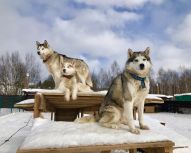 Chiens de traineau Huskys, Voyage Russie