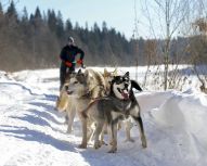 Chiens de traineau Huskys, Voyage Russie