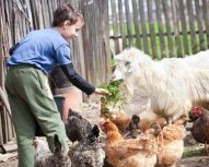 Ferme des animaux autour de Saint-Pétersbourg - Complexe équestre Kovtcheg