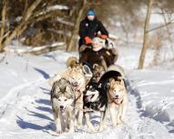 Chiens de traineau Huskys, Voyage Russie