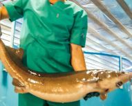 Visite autour de Moscou - Ferme piscicole d'esturgeons et dégustation de caviar noir