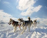 Voyage Russie - Husky