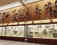 Visite Moscou - Musée paléontologique