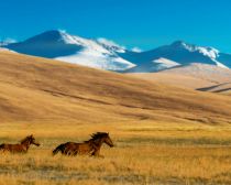 Kazakhstan - Altyn Emel