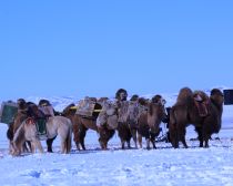 Mongolie - Train de chameaux
