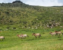 Mongolie - Réserve de Khustai