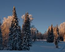 Taïga enneigée dans le nord de la Russie