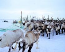 Week-end dans l'Arctique - Nénétsie