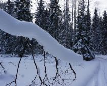 Parc National Kenozero