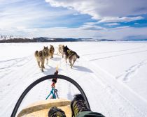 Voyage en Russie en hiver - Chiens de traineau sur le Baikal