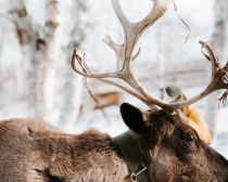 Voyage Kamtchatka Hiver - Renne