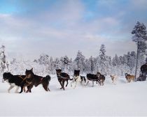 Promenade en chiens de traineau en Carélie