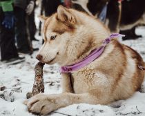 Randonnée avec chiens Huskies