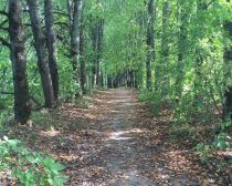 Fôret dans la région d'Istra