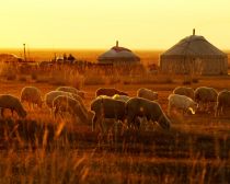 Mongolie - Moutons et yourtes