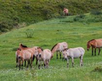 Mongolie - Réserve de Khustai