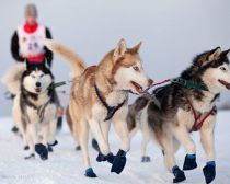 Voyage Kostroma - Chiens de traîneau