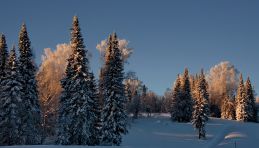 Taïga enneigée dans le nord de la Russie