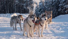 Chiens de traineau Anneau d'Or