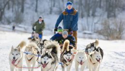 Chiens de traineau Huskys, Voyage Russie