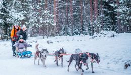 Saint Petersbourg - Chiens de traineau et shashliks