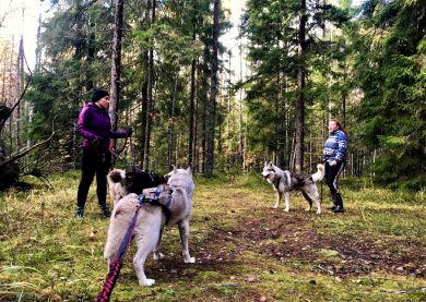 Voyage Russie - Husky, dog trekking à Saint Pétersbourg