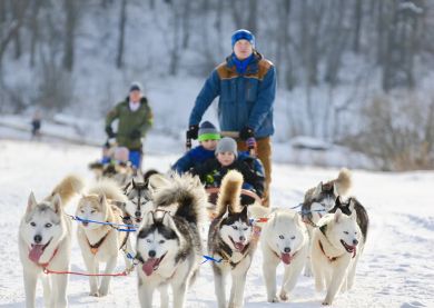 Chiens de traineau Huskys, Voyage Russie